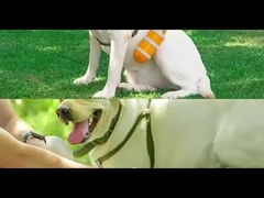 Уборка домашних животных