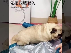 Сушильный пакет для домашних животных быстро сушить собаку сушить халат волосы инструмент быстрое автоматическое сушение волосы сушилка