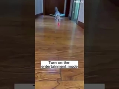 воротник любимца